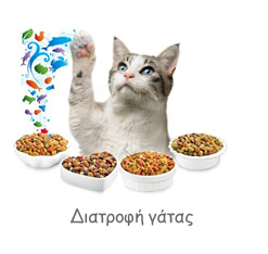 Διατροφή γάτας - Τροφή γάτας