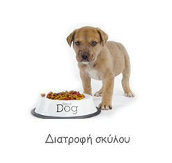 Διατροφή σκύλου. Υγειηνή τροφή σκύλου